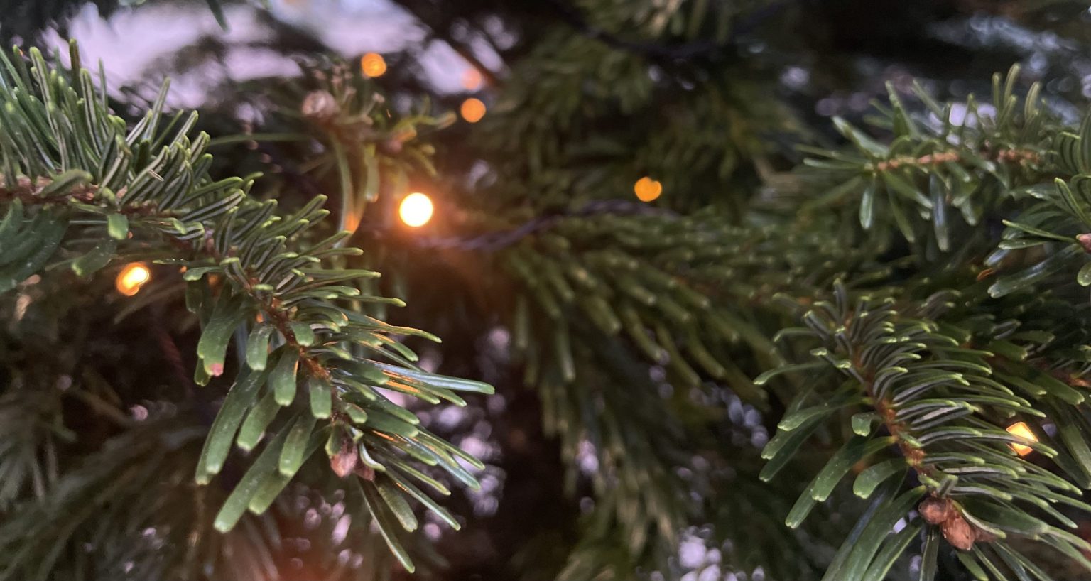 Sustainable Christmas Tips