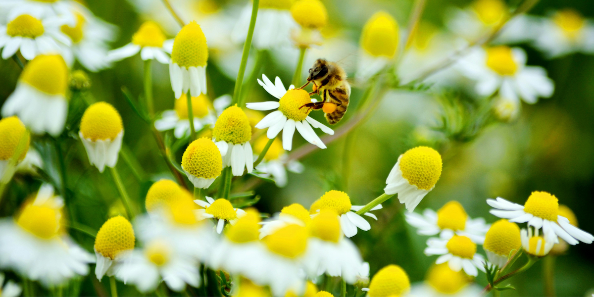 Let’s Feed the Bees: Join the Bee Food Bank in Amsterdam 