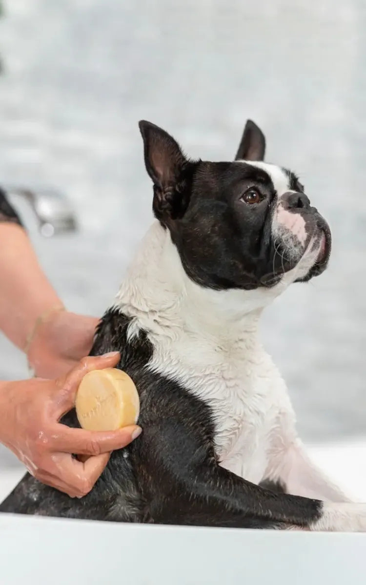 HappySoaps Dog Shampoo Bar - Short-Haired Dogs